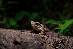 国产小蜻蛙pon视频,萌动心灵的治愈之旅 第1张 国产小蜻蛙pon视频,萌动心灵的治愈之旅 第1张