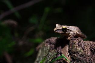 国产小蜻蛙pon视频,萌动心灵的治愈之旅 第2张 国产小蜻蛙pon视频,萌动心灵的治愈之旅 第2张