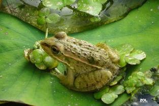 国产小蜻蛙pon视频,萌动心灵的治愈之旅 第3张 国产小蜻蛙pon视频,萌动心灵的治愈之旅 第3张