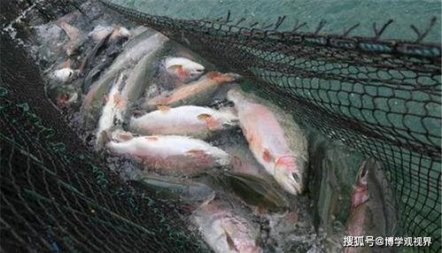 国产虹鳟鱼能生吃吗视频,揭秘生吃虹鳟鱼的真相