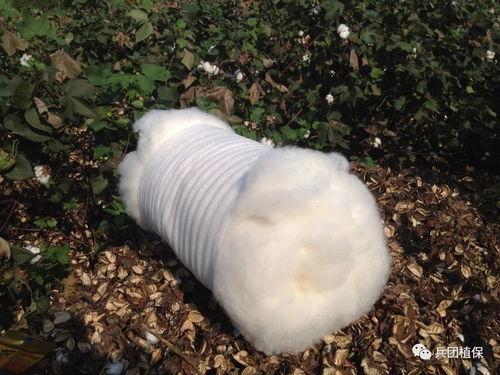 中国产棉花视频,从田间到世界的华丽蜕变