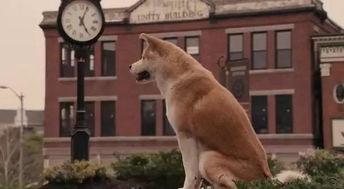 人与狗国产视频网站,国产视频网站上的温馨情感之旅