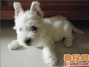 人与狗国产视频网站,国产视频网站上的温馨情感之旅