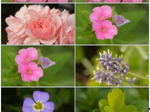 国产欧洲韩国野花视频一,一场跨越国界的视觉盛宴